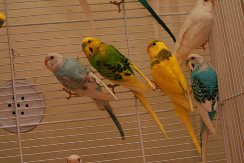 Parakeets of various colors